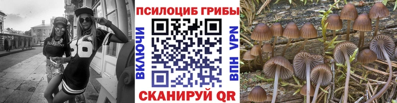 купить наркоту  Ладушкин  Псилоцибиновые грибы GOLDEN TEACHER 